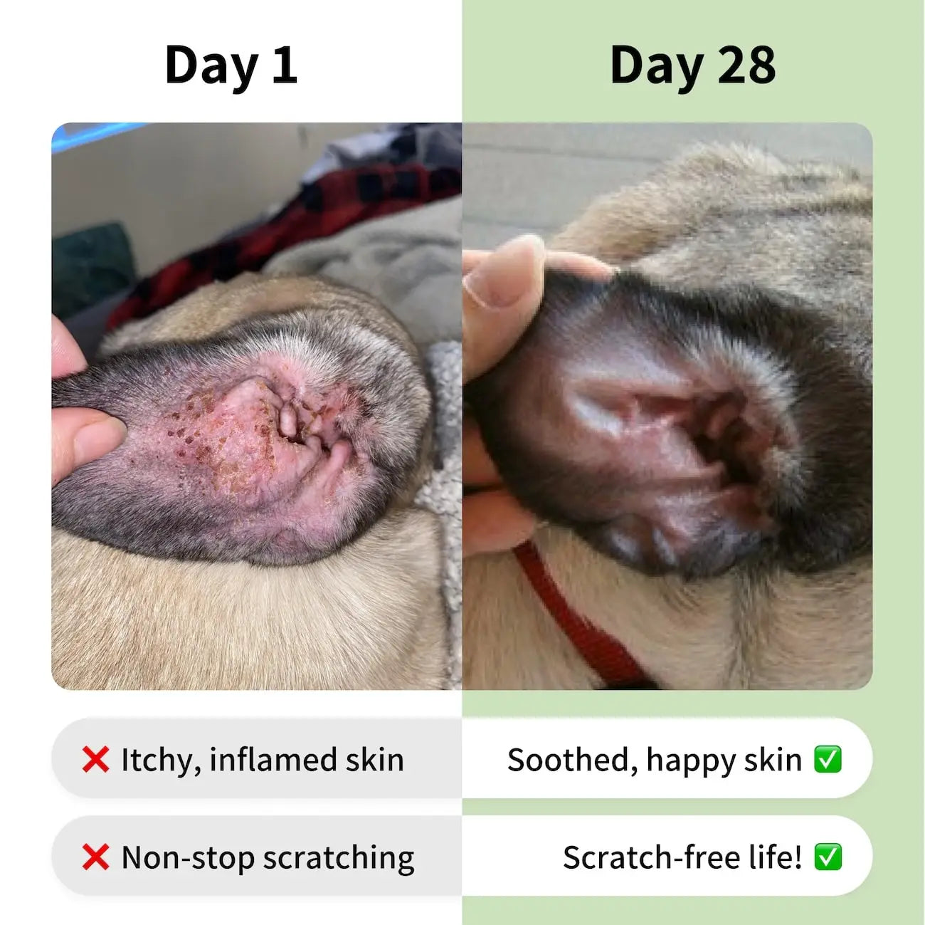 Allergy & Itch Supplement for Dogs