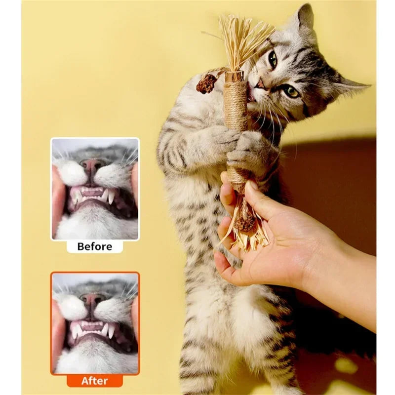1/2/5/10PCS Pet Toy Natural Matatabi Pet Cat Snacks Stick Cleaning Tooth Catnip Cat Toys Actinidia Silvervine For Cats Accessory